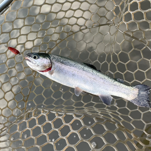 ニジマスの釣果