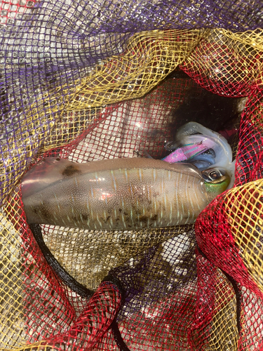 イカの釣果