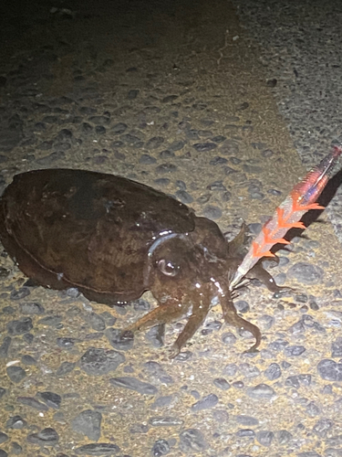 コウイカの釣果