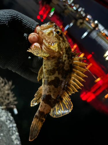 クロメバルの釣果