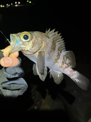 メバルの釣果