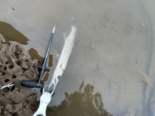 オニカマスの釣果