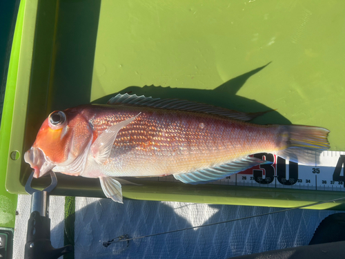 アカアマダイの釣果