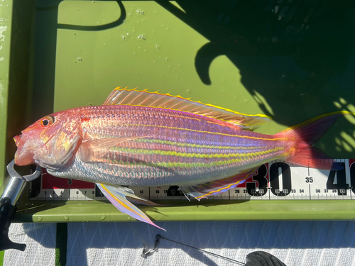 イトヨリダイの釣果