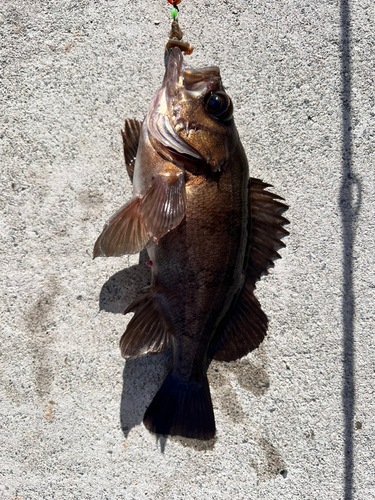 シロメバルの釣果