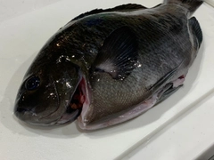 クチブトグレの釣果