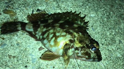 カサゴの釣果