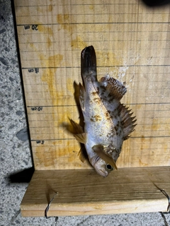 メバルの釣果