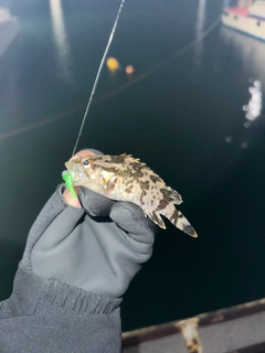 タケノコメバルの釣果