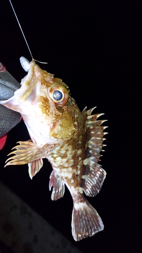 アラカブの釣果