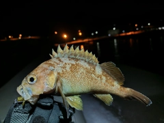 エゾメバルの釣果