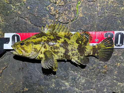 タケノコメバルの釣果