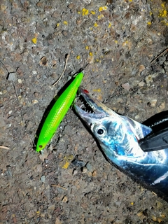 タチウオの釣果