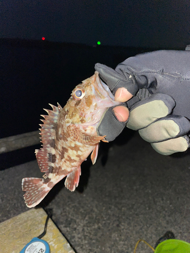 カサゴの釣果