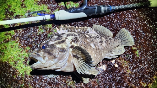 ムラソイの釣果