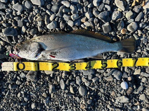 オオニベの釣果