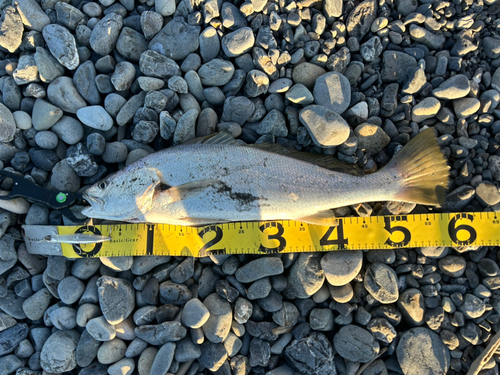 オオニベの釣果