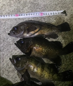 メバルの釣果