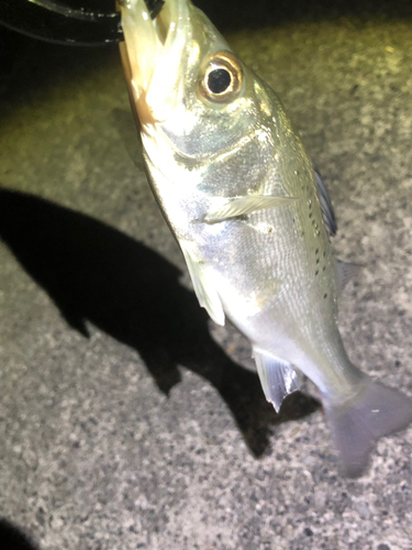 セイゴ（マルスズキ）の釣果