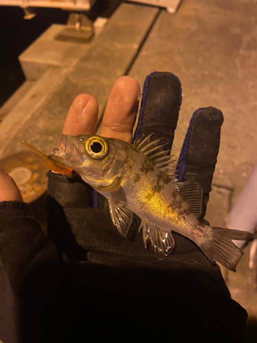 メバルの釣果