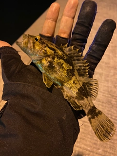 タケノコメバルの釣果