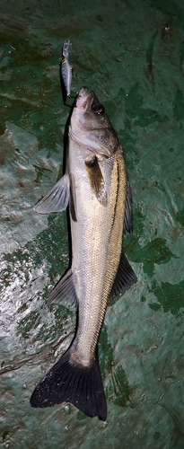 シーバスの釣果