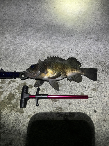 クロメバルの釣果