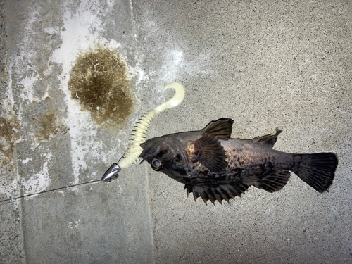 クロソイの釣果