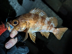 メバルの釣果