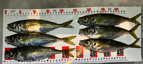 アジの釣果