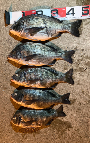 クロダイの釣果