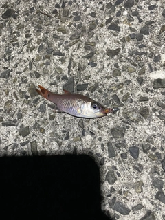 イシモチの釣果