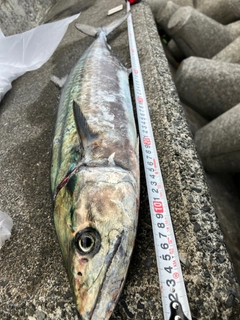 サワラの釣果