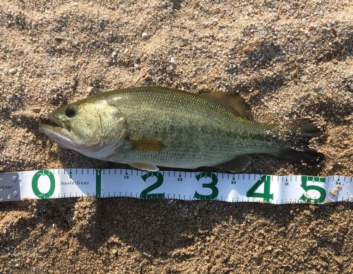 ブラックバスの釣果