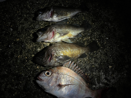 メバルの釣果