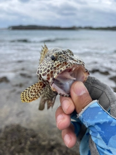 カンモンハタの釣果