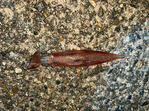 ヤリイカの釣果