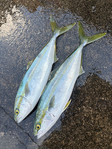 ハマチの釣果