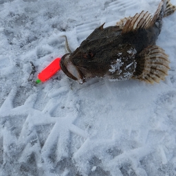 豊かな釣り部長の釣果