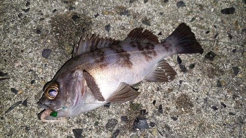 メバルの釣果