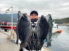 メジナの釣果