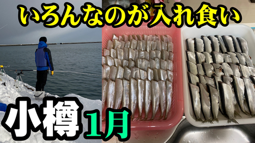 コマイの釣果