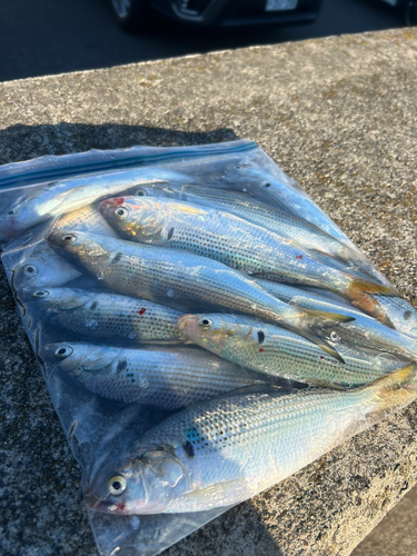 コノシロの釣果