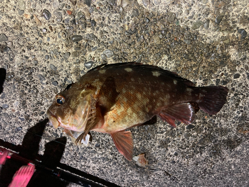 カサゴの釣果