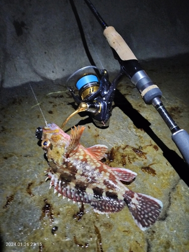 カサゴの釣果