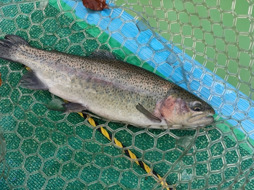 ニジマスの釣果