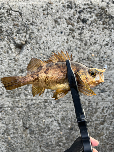 アカメバルの釣果