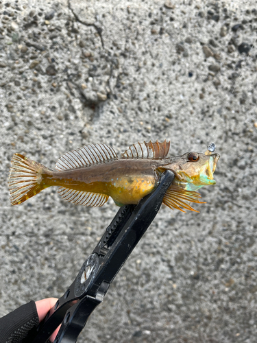 アナハゼの釣果