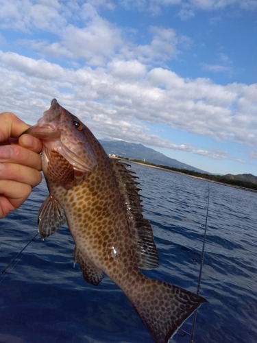 オオモンハタの釣果