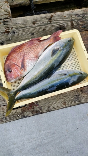 ハマチの釣果